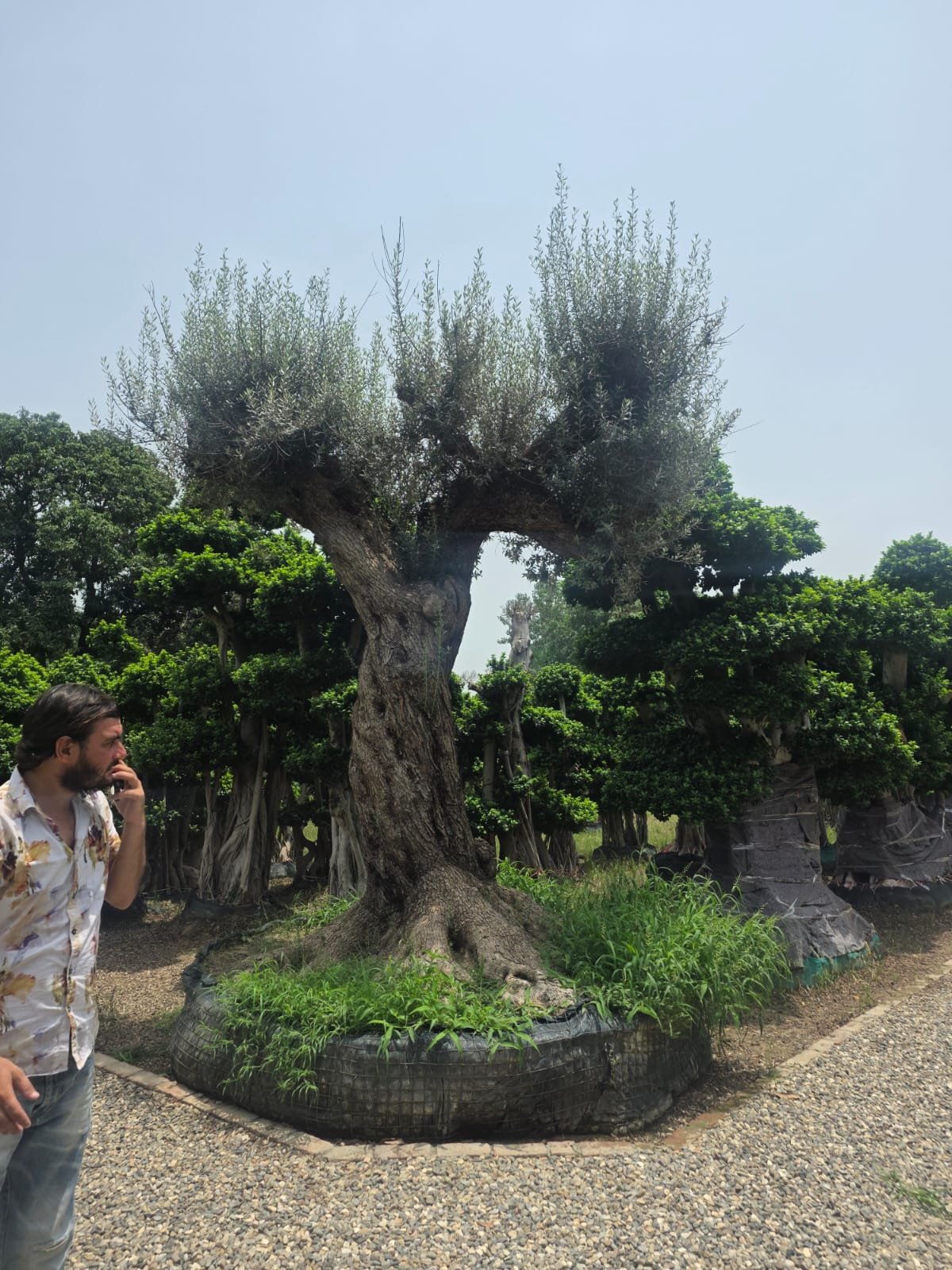Olive Bonsai Plant